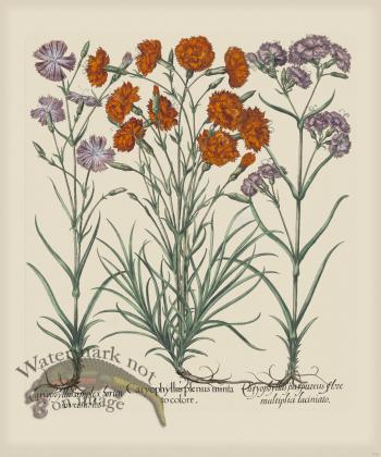 Besler 315 Colored  B2